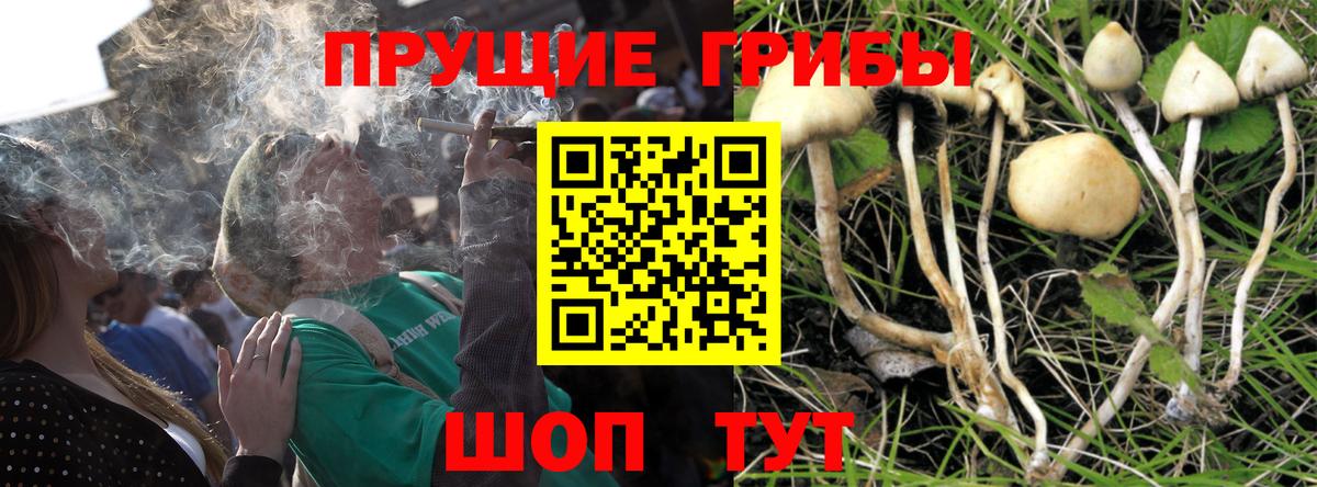 Псилоцибиновые грибы Psilocybe Рузаевка